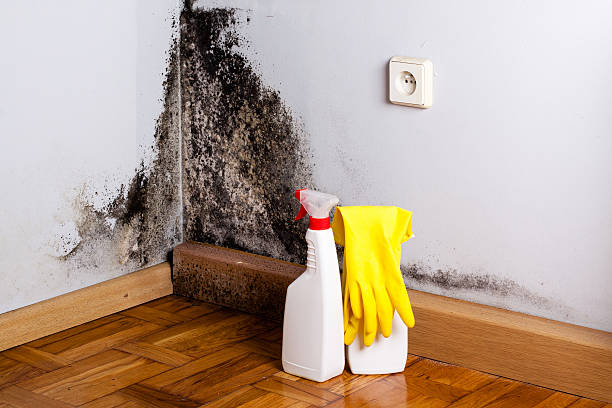 Best Post-Flood Mold Remediation in Florence, AL