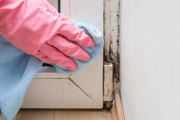 Best Residential Mold Remediation in Florence, AL