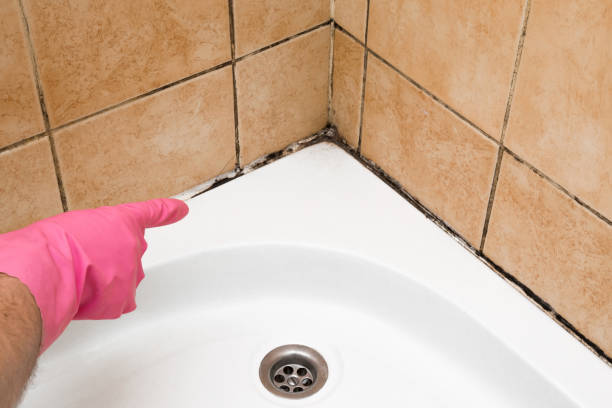 Best Kitchen Mold Remediation in Florence, AL
